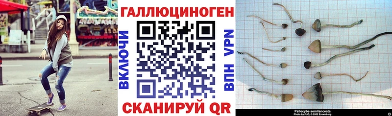Галлюциногенные грибы прущие грибы  Сочи 